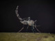 Iss, salgono a 275 i casi confermati di West Nile in Italia. 19 decessi