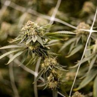 Farmaco con cannabis funziona contro dolore cronico, lo studio