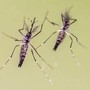 Chikungunya, cosa stiamo sbagliando? &quot;Zanzare avanzano e servono più dati&quot;