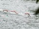 Bronzo per Paltrinieri nella 5 km agli Europei di fondo, oro a Wellbrock Bronzo per Paltrinieri nella 5 km agli Europei di fondo, oro a Wellbrock