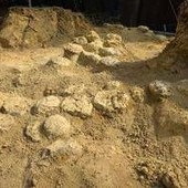 In Francia trovate oltre 100 uova di dinosauro, hanno 72 milioni di anni