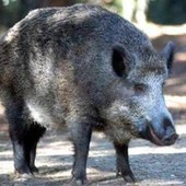 Il cinghiale attraversa la strada, scontro tra 3 auto e 4 feriti Il cinghiale attraversa la strada, scontro tra 3 auto e 4 feriti
