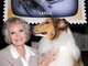 Morta June Lockhart, la mamma star di 'Lassie' aveva 100 anni Morta June Lockhart, la mamma star di 'Lassie' aveva 100 anni