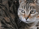 Scoperta nuova specie di felino selvatico, si trova in Bolivia: è il gatto Tilcayo Scoperta nuova specie di felino selvatico, si trova in Bolivia: è il gatto Tilcayo
