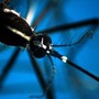 Caldo record, allarme Ecdc: "Ondate intense e prolungate aumentano rischio infezioni" Caldo record, allarme Ecdc: "Ondate intense e prolungate aumentano rischio infezioni"