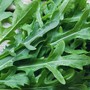 Dalla rucola un aiuto contro obesità e glicemia alta, lo studio