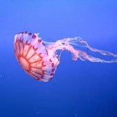 Medusa ortica, così provoca dolore e morte delle cellule: eparina protegge dal veleno Medusa ortica, così provoca dolore e morte delle cellule: eparina protegge dal veleno