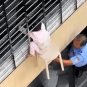 Bimba di 3 anni si sporge dalla finestra al 12esimo piano e resta sospesa nel vuoto: il miracoloso salvataggio - VIDEO Bimba di 3 anni si sporge dalla finestra al 12esimo piano e resta sospesa nel vuoto: il miracoloso salvataggio - VIDEO