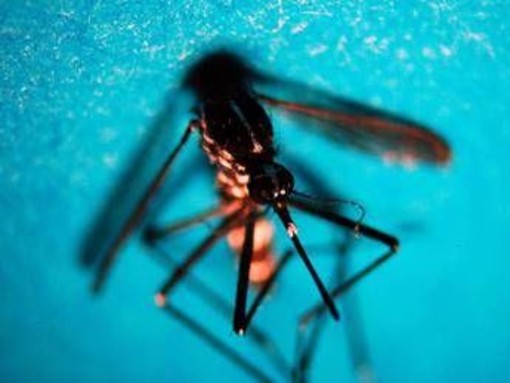 West Nile, confermata ottava vittima in provincia di Caserta