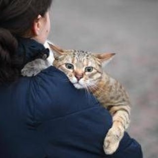 Gatti anziani come gli umani, con l'età anche i mici dimenticano: lo studio