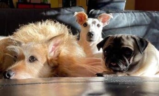 Eurispes: &quot;Italiani contrari a vivisezione, caccia, pellicce e uso degli animali nei circhi&quot;