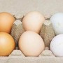 Uova bianche o marroni, quali sono migliori? Ecco cosa dice la scienza Uova bianche o marroni, quali sono migliori? Ecco cosa dice la scienza