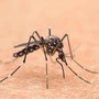 West Nile, 75enne ricoverato a Brescia in condizioni critiche