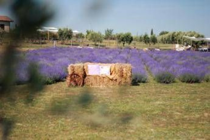 A giugno Roma si tinge di viola: torna la festa della lavanda al Lavandeto di Roma