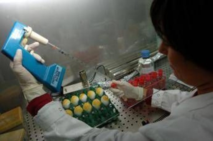Aviaria, l'allarme: &quot;C'è rischio che diventi pandemia come il Covid&quot;