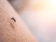 Dengue Italia 2023, crescono casi: 236 in totale