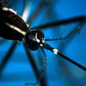 Caldo record, allarme Ecdc: "Ondate intense e prolungate aumentano rischio infezioni"