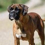 Cani e problemi respiratori, le 12 razze a rischio dal pechinese al boxer