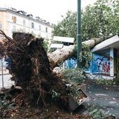 Maltempo, alberi caduti e allagamenti in Lombardia e Liguria