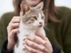 Vacanza gratis in Grecia... ma badando ai gatti randagi: l'annuncio 'di lavoro' Vacanza gratis in Grecia... ma badando ai gatti randagi: l'annuncio 'di lavoro'
