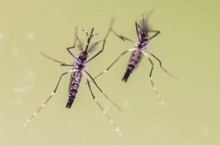 Chikungunya, cosa stiamo sbagliando? &quot;Zanzare avanzano e servono più dati&quot;