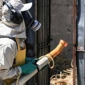 Dengue, un caso nel Comune di Colle Val d'Elsa nel Senese: scatta la disinfestazione