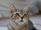 Gatto scompare per 10 anni, poi si presenta... al compleanno della padrona Gatto scompare per 10 anni, poi si presenta... al compleanno della padrona