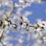 Ribaltone meteo, a Pasqua e Pasquetta arriva la primavera Ribaltone meteo, a Pasqua e Pasquetta arriva la primavera