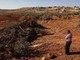 Cisgiordania, bulldozer israeliani sradicano centinaia di olivi