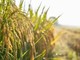 Agricoltura: Ismea, prorogato al 15 dicembre termine domande al Fondo Inail da 10 mln per trattori Agricoltura: Ismea, prorogato al 15 dicembre termine domande al Fondo Inail da 10 mln per trattori