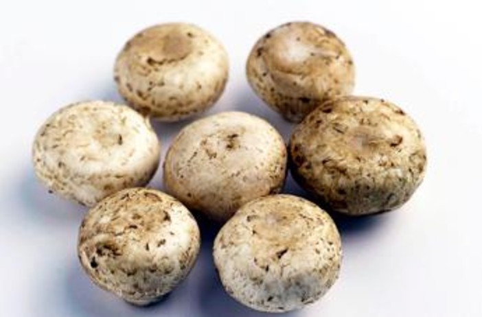 Da funghi champignon possibile azione anti-cancro prostata, si studia meccanismo