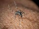 Usutu in Italia, un altro virus trasmesso dalle zanzare: i sintomi Usutu in Italia, un altro virus trasmesso dalle zanzare: i sintomi