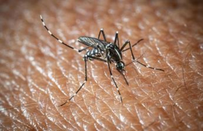 L'Oms lancia l'allarme, il virus West Nile cresce in Europa, 21 casi in Italia L'Oms lancia l'allarme, il virus West Nile cresce in Europa, 21 casi in Italia